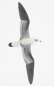 Collections/dorling kindersley prints/corys shearwater calonectris diomedea adult Collections/dorling kindersley prints/corys shearwater calonectris diomedea adult