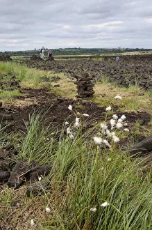 Cottongrass (Eriophorum angustifolium), in the back peat briquettes, Birr, Leinster Cottongrass (Eriophorum angustifolium), in the back peat briquettes, Birr, Leinster