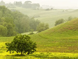 Countryside in mist, Chianti, Toscana, Italy Countryside in mist, Chianti, Toscana, Italy