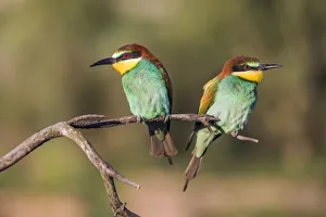 Couple of European bee-eater - Merops apiaster - on a branch in the morning Couple of European bee-eater - Merops apiaster - on a branch in the morning