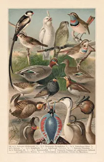 Courtship plumage of birds (sexual dimorphism), Chromolithograph, published in 1897 Courtship plumage of birds (sexual dimorphism), Chromolithograph, published in 1897