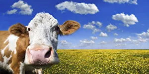 Cow standing on a meadow with dandelions against a blue sky with white clouds Cow standing on a meadow with dandelions against a blue sky with white clouds