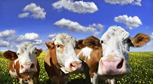 Three cows standing on a meadow with dandelions against a blue sky with white clouds Three cows standing on a meadow with dandelions against a blue sky with white clouds