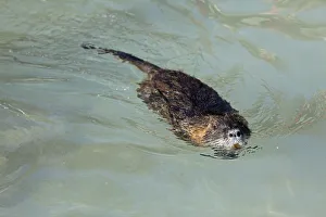 Coypu, River Rat or Nutria -Myocastor coypus-, floating, Poing, Upper Bavaria, Bavaria, Germany Coypu, River Rat or Nutria -Myocastor coypus-, floating, Poing, Upper Bavaria, Bavaria, Germany