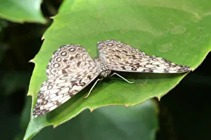 Cracker butterfly -Hamadryas februa-, found in South America Cracker butterfly -Hamadryas februa-, found in South America