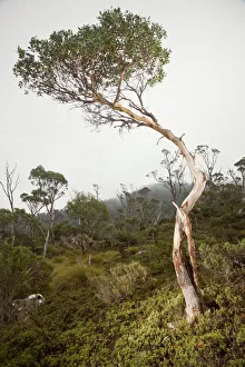 Cradle Mountain NP, Eucalyptus tree in Fog Cradle Mountain NP, Eucalyptus tree in Fog