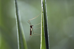 Crane fly -Tipulidae-, perched on bulrush, Ummendorfer Ried Nature Reserve, Ummendorf Crane fly -Tipulidae-, perched on bulrush, Ummendorfer Ried Nature Reserve, Ummendorf