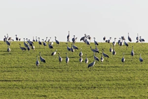 Cranes -Grus grus- on a meadow, Ruegen Island, Mecklenburg-Western Pomerania, Germany Cranes -Grus grus- on a meadow, Ruegen Island, Mecklenburg-Western Pomerania, Germany