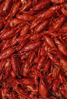 Photographers/john eastcott yva momatiuk photography/crawfish or crayfish frame Photographers/john eastcott yva momatiuk photography/crawfish or crayfish frame