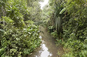 Creek flowing through dense jungle, primary forest, Andasibe-Mantadia National Park Creek flowing through dense jungle, primary forest, Andasibe-Mantadia National Park