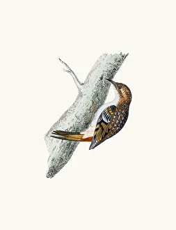 Creeper bird Creeper bird