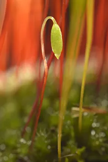 Creeping feather-moss -Amblystegium serpens-, sporophyte with seta and capsule, Stuttgart Creeping feather-moss -Amblystegium serpens-, sporophyte with seta and capsule, Stuttgart