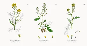 Creeping Yellow Cress, Nasturtium Sylvestre, Victorian Botanical Illustration, 1863 Creeping Yellow Cress, Nasturtium Sylvestre, Victorian Botanical Illustration, 1863