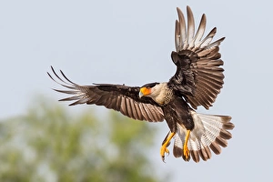 Crested Caracara