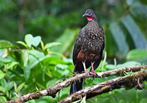 Crested Guan (Penelope purpurascens) Costa Rica Crested Guan (Penelope purpurascens) Costa Rica