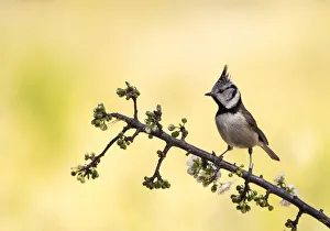 Crested Tit, bird of the species (Lophophanes cristatus ), of the family Paridae Crested Tit, bird of the species (Lophophanes cristatus ), of the family Paridae