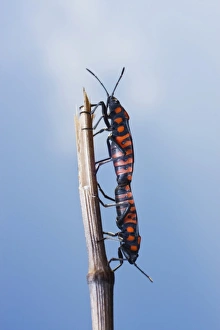 Cretan Soldier Beetle (Spilostethus saxatilis) Cretan Soldier Beetle (Spilostethus saxatilis)