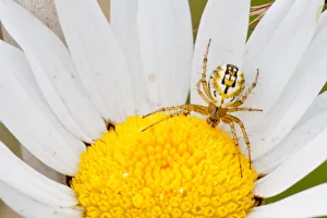Cricket-bat Orb-weaver Spider -Mangora acalypha- on an Ox-eye Daisy -Leucanthemum Cricket-bat Orb-weaver Spider -Mangora acalypha- on an Ox-eye Daisy -Leucanthemum