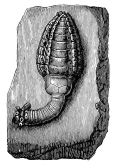 Crinoid fossil (Cupressocrinus crassus) from the Devonian Period Crinoid fossil (Cupressocrinus crassus) from the Devonian Period