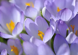 Garden Plant Photography Prints: Crocus -Crocus-, violet