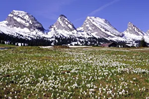 Crocus meadow on the Sellamatt in Toggenburg, the snowy Churfirsten at the back Crocus meadow on the Sellamatt in Toggenburg, the snowy Churfirsten at the back