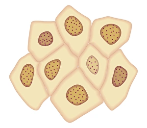 Cross section biomedical illustration of cancer cells forming tumour at third doubling stage Cross section biomedical illustration of cancer cells forming tumour at third doubling stage