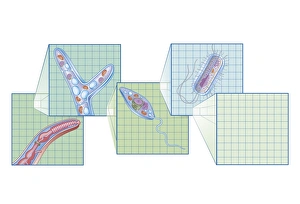 Cross section biomedical illustration on grid of Worm, Fungi, Protozoa, and Bacteria infection and infestation Cross section biomedical illustration on grid of Worm, Fungi, Protozoa, and Bacteria infection and infestation