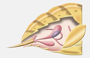 Cross-section diagram of abdomen of Wasp (Hymenoptera), including sting and venom sac Cross-section diagram of abdomen of Wasp (Hymenoptera), including sting and venom sac
