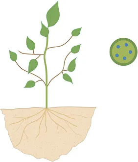 Cross section digital illustration of plant with roots in soil Cross section digital illustration of plant with roots in soil