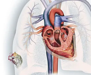 Cross section of human heart and, bottom left, coronary system with aorta Cross section of human heart and, bottom left, coronary system with aorta