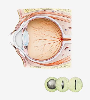 Cross section iIllustration of eye of domestic cat with inset illustrations of green iris and black pupils Cross section iIllustration of eye of domestic cat with inset illustrations of green iris and black pupils