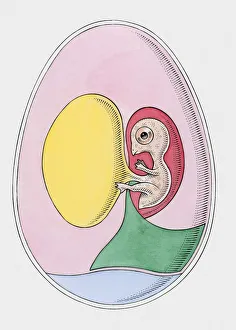 Cross section illustration of bird embryo inside egg Cross section illustration of bird embryo inside egg