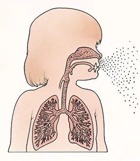 Cross section illustration of child in profile showing lungs and trachea Cross section illustration of child in profile showing lungs and trachea