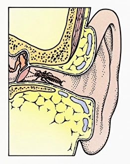 Cross section illustration of Common Earwig (Forficula auricularia Cross section illustration of Common Earwig (Forficula auricularia