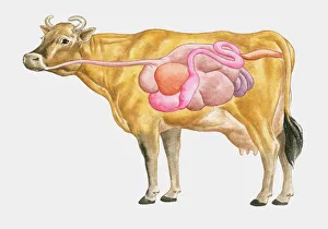 Cross section illustration of cow digestive system Cross section illustration of cow digestive system