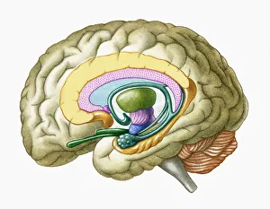 Cross section illustration of human brain showing limbic system and primitive forebrain Cross section illustration of human brain showing limbic system and primitive forebrain