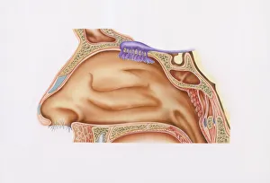 Cross-section illustration of nasal cavity, nasal epithelium, and smell receptors (Olfaction) Cross-section illustration of nasal cavity, nasal epithelium, and smell receptors (Olfaction)