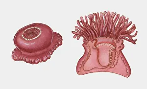 Cross section illustration of Sea Anemone Cross section illustration of Sea Anemone