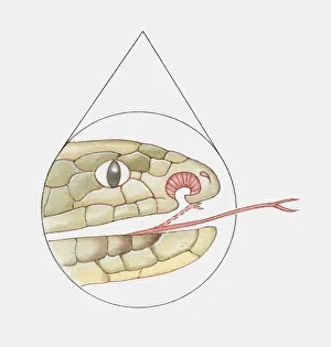 Cross section illustration of Snakes mouth showing vomeronasal organ and forked tongue Cross section illustration of Snakes mouth showing vomeronasal organ and forked tongue
