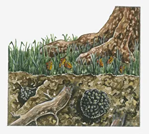 Cross section illustration of Tuber aestivum (Summer Truffle) growing near underground tree root Cross section illustration of Tuber aestivum (Summer Truffle) growing near underground tree root
