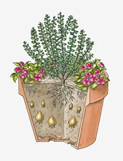 Cross-section illustration of various plants grown in single container Cross-section illustration of various plants grown in single container