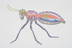 Cross-section of insect showing internal anatomy including brain, abdomen Cross-section of insect showing internal anatomy including brain, abdomen