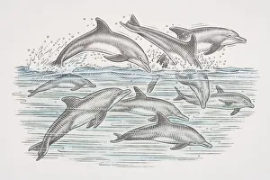 Cross-section underwater view of dolphins swimming and leaping over water surface, side view Cross-section underwater view of dolphins swimming and leaping over water surface, side view