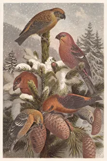 Crossbills (Loxia), lithograph, published in 1882 Crossbills (Loxia), lithograph, published in 1882