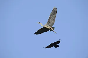 A Crow -Corvus sp.- is mobbing a Grey Heron -Ardea cinerea- in order to drive it from its territory, Hamburg, Germany A Crow -Corvus sp.- is mobbing a Grey Heron -Ardea cinerea- in order to drive it from its territory, Hamburg, Germany
