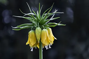 Crown Imperial -Fritillaria imperialis-, yellow flowers, Mainau, Baden-Wurttemberg Crown Imperial -Fritillaria imperialis-, yellow flowers, Mainau, Baden-Wurttemberg