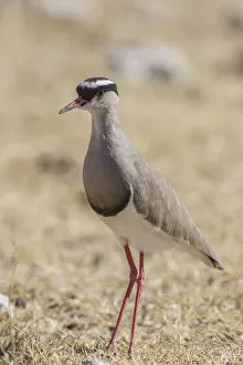 Crowned plover -Vanellus coronatus-, Etosha National Park, Namibia, Africa Crowned plover -Vanellus coronatus-, Etosha National Park, Namibia, Africa