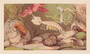 Crustaceans, lithograph, published in 1868 Crustaceans, lithograph, published in 1868