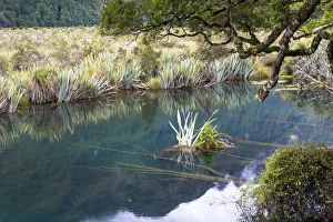 The crystal clear Mirror Lakes, Te Anau Downs, Southland Region, New Zealand The crystal clear Mirror Lakes, Te Anau Downs, Southland Region, New Zealand