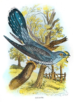 Cuckoo bird illustration 1896 Cuckoo bird illustration 1896